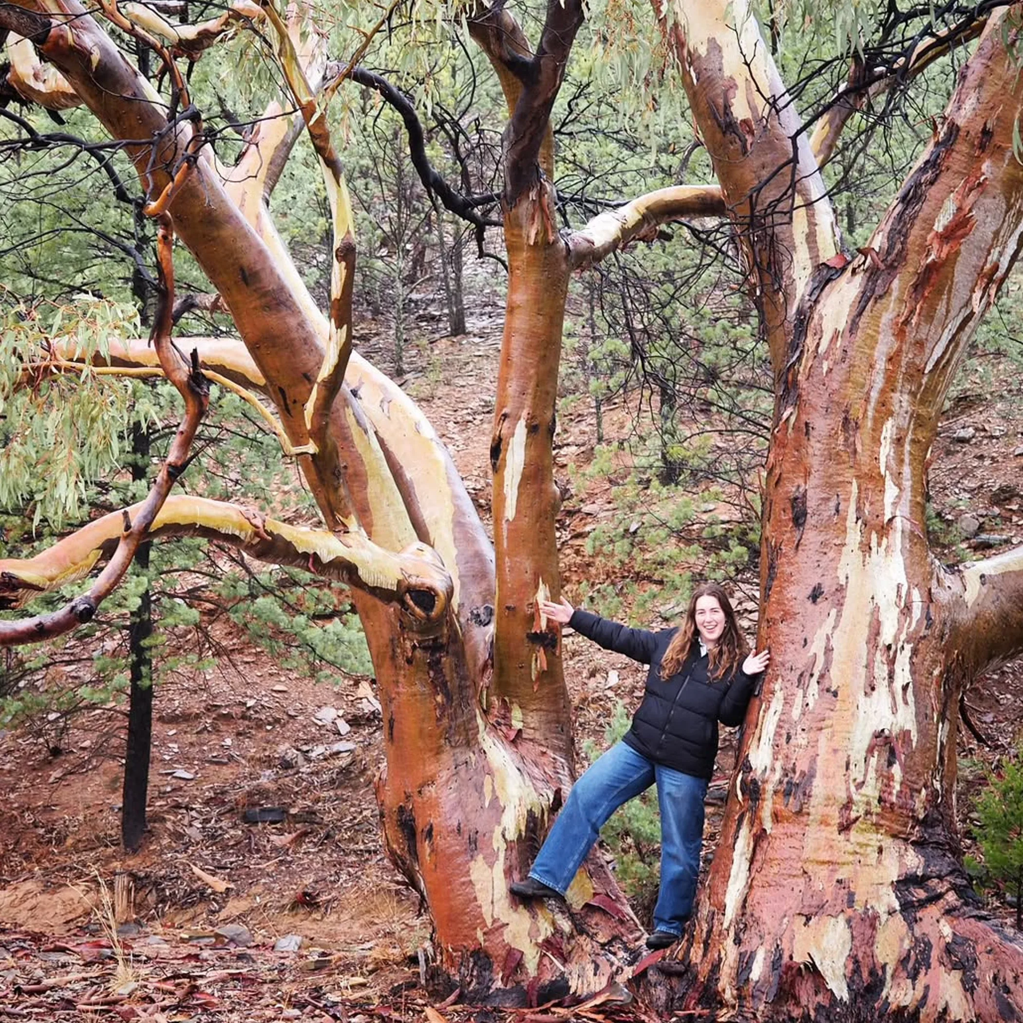 south australian ranges camping scenery