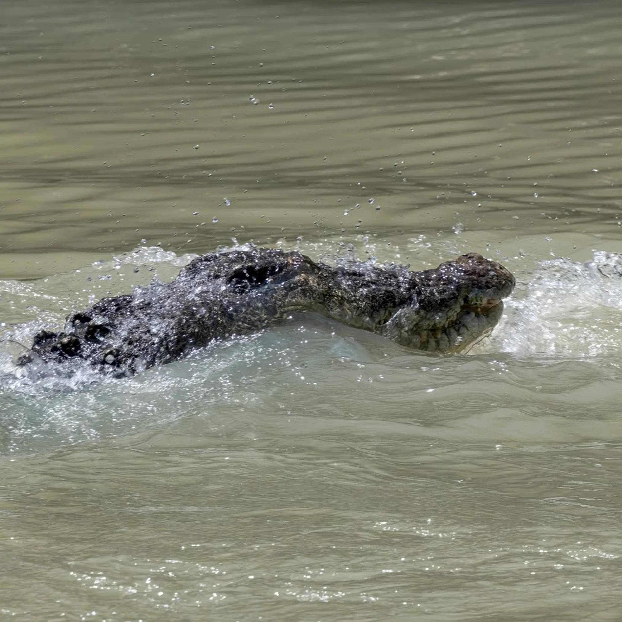 photograph related to kakadu safety