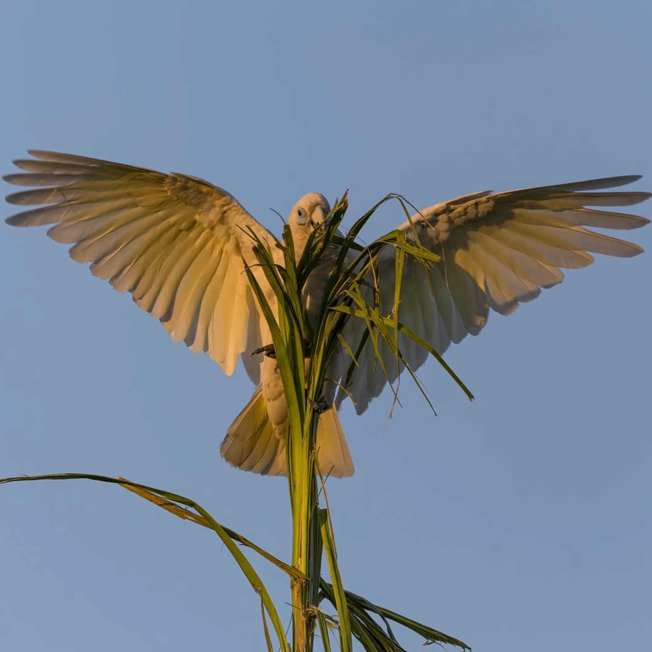 wildlife in kakadu national park