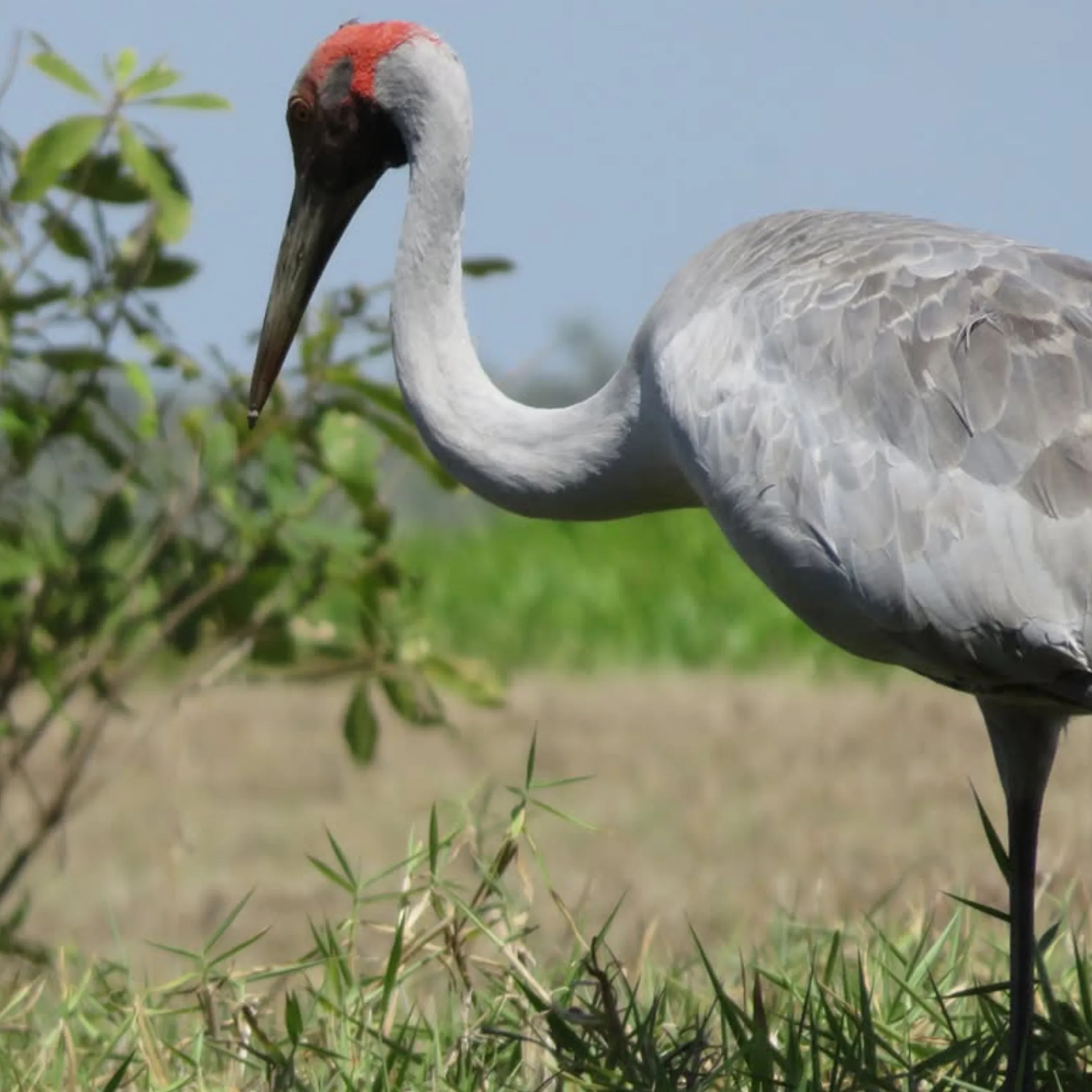 wildlife in kakadu wetlands
