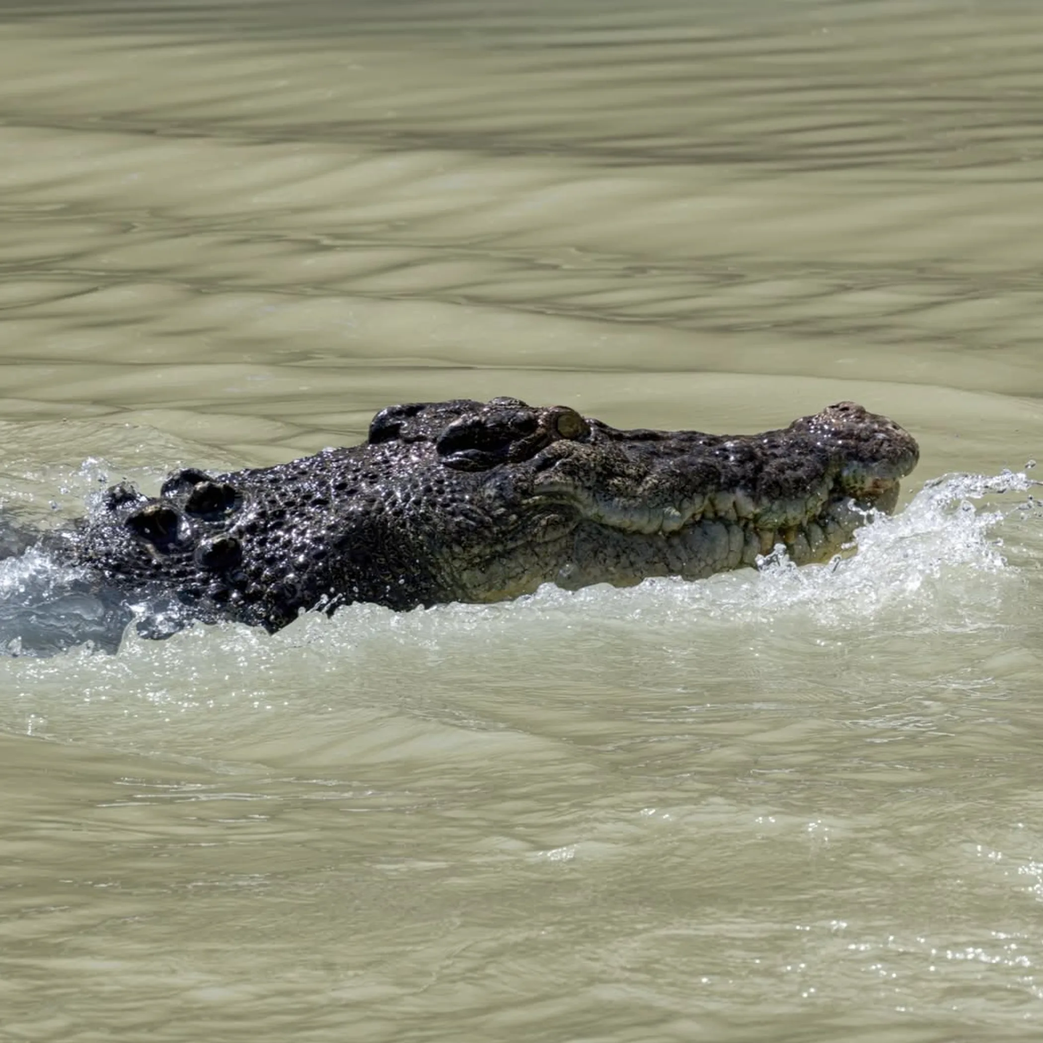 kakadu crocodile safety awareness